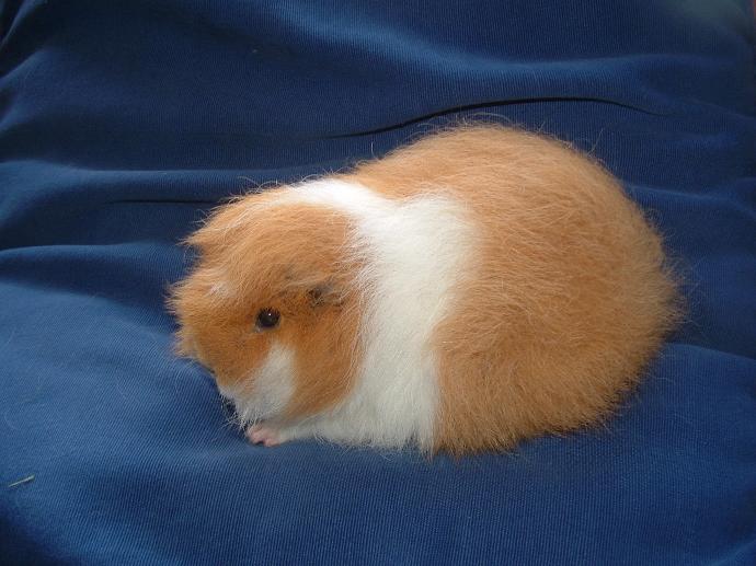 swiss teddy guinea pig